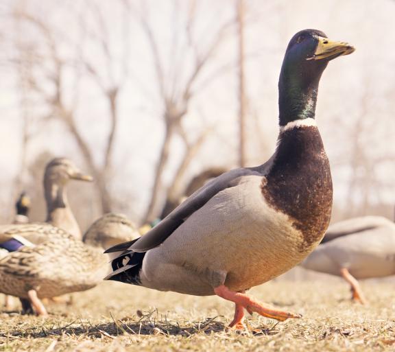 ducks