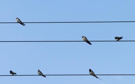 Birds on Wire