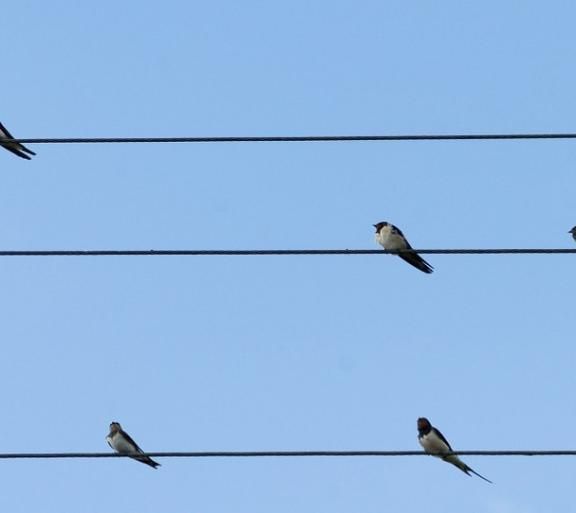 Birds on Wire