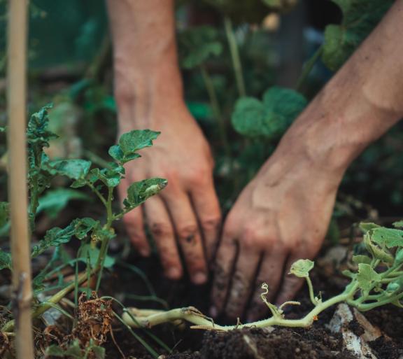 hands digging in dirt, gardening