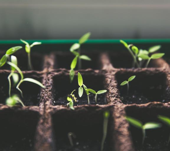 seedlings growing