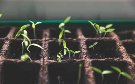 seedlings growing