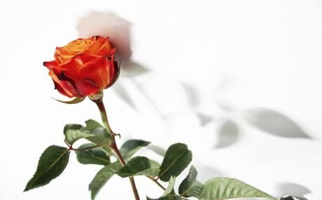 red orange rose with green stem on white background