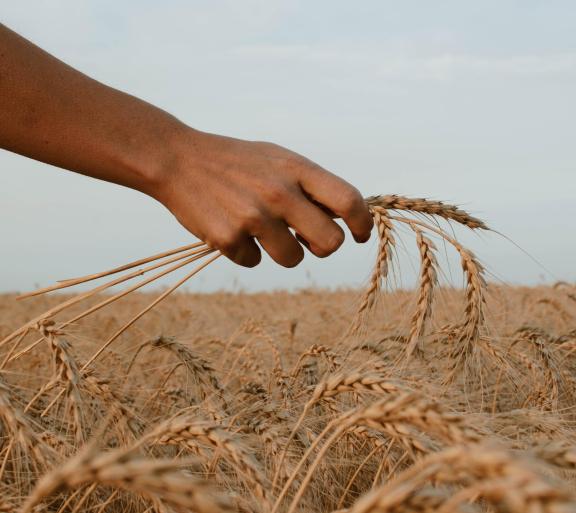 hand holding wheat