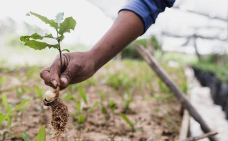 tree planting